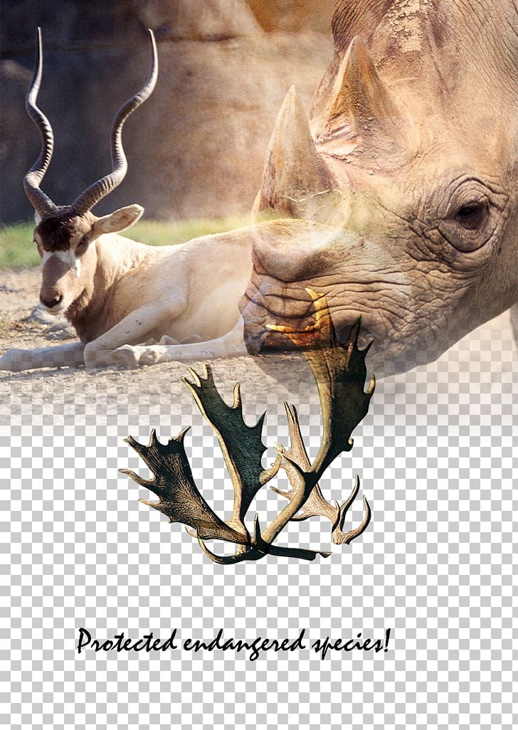 Rhinoceros Reindeer Antler Tiger PNG, Clipart, Animal, Animals, Animation, Anime Character, Anime Eyes Free PNG Download