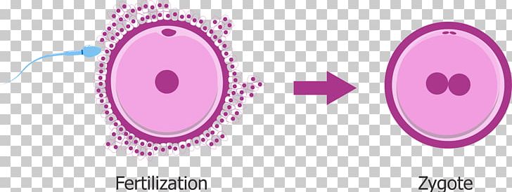 Zygote Fertilisation Egg Cell Embryo Gamete PNG, Clipart, Area, Assisted Reproductive Technology, Biology, Brand, Circle Free PNG Download