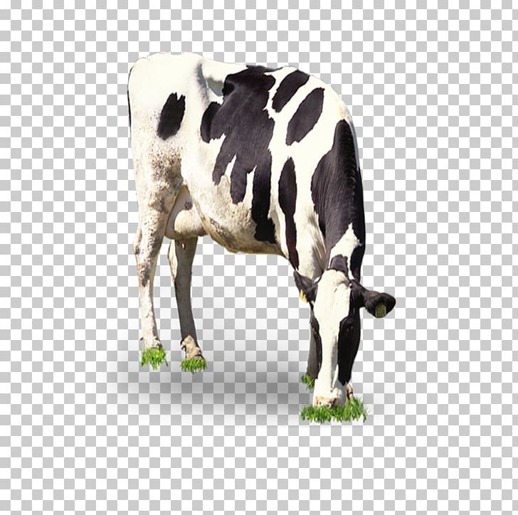Dairy Cattle Milk Grazing PNG, Clipart, Animals, Black, Black And White, Cattle, Cattle Like Mammal Free PNG Download