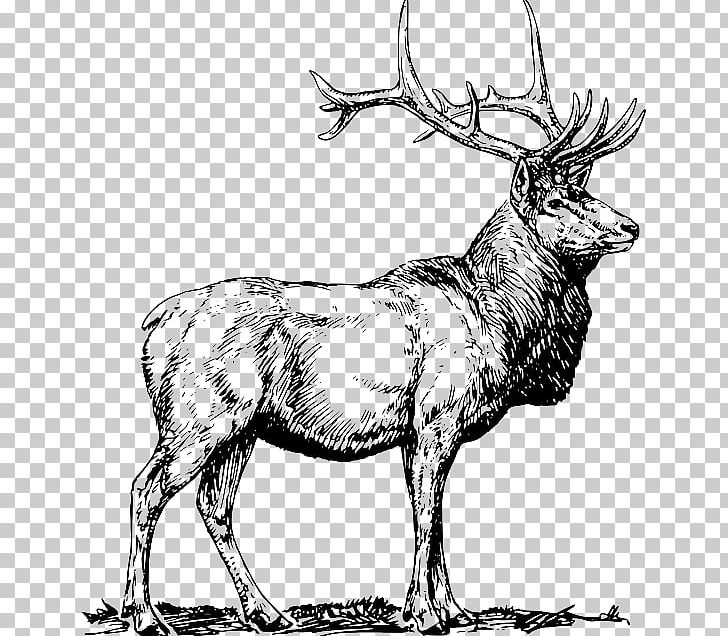 Elk Reindeer Moose White-tailed Deer PNG, Clipart, Animals, Antler, Art, Black And White, Deer Free PNG Download