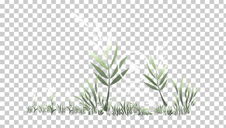 Grasses Plant Stem Leaf Commodity Branching PNG, Clipart, Branch, Branching, Commodity, Ecofriendly, Family Free PNG Download