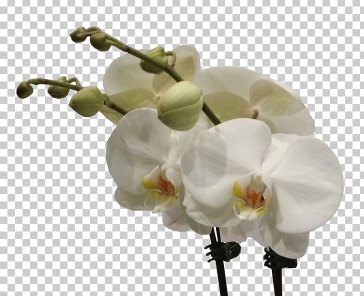 Moth Orchids Cut Flowers Flower Bouquet PNG, Clipart, Blossom, Cattleya Orchids, Cut Flowers, Floral Design, Flower Free PNG Download