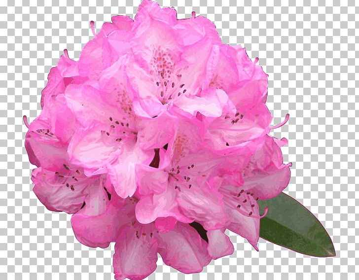 Rhododendron Macrophyllum Flower Azalea PNG, Clipart, Azalea, Clip Art, Computer Icons, Cut Flowers, Ericales Free PNG Download