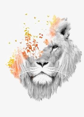 Sketch Lion PNG, Clipart, Animal, Black, Black And White, Head, Lion Free PNG Download