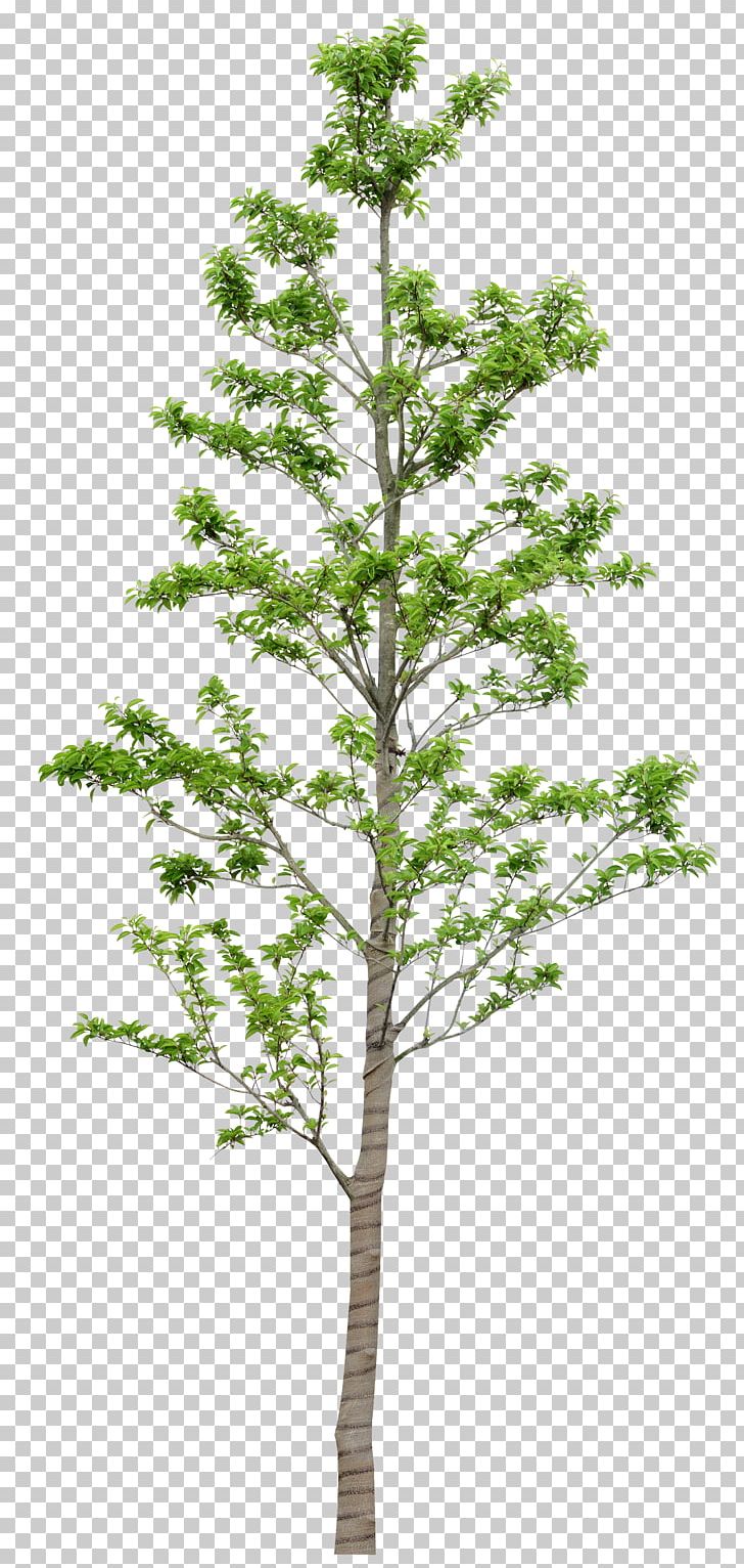 Tree Leaf Plant PNG, Clipart, Branch, Conifer, Conifers, Evergreen, Fir Free PNG Download