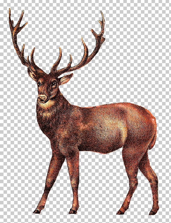 White-tailed Deer Elk PNG, Clipart, Animals, Antler, Clip Art, Deer, Deer Forest Free PNG Download