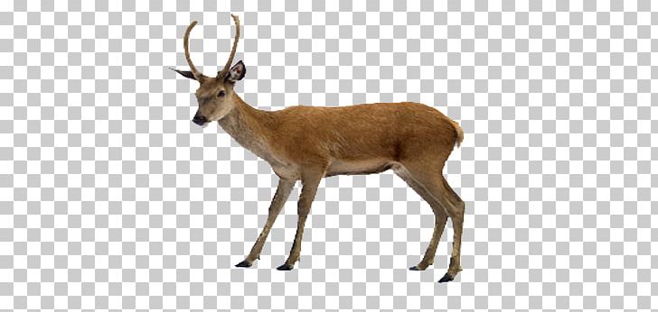 White-tailed Deer Moose PNG, Clipart, Animals, Antelope, Antler, Bird, Computer Icons Free PNG Download