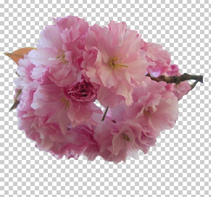 Cherry Blossom Flower Floral Design Japan PNG, Clipart, Artificial Flower, Blossom, Cerasus, Cherry, Cherry Blossom Free PNG Download