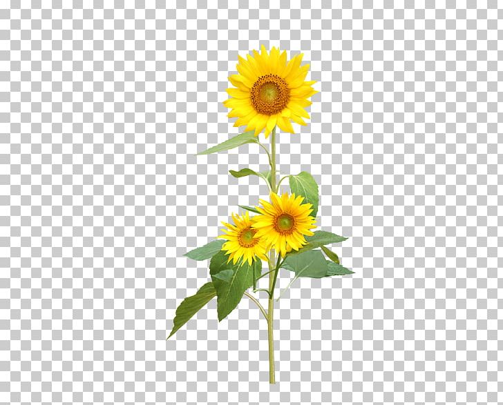 Common Sunflower Sunflower Seed Perennial Sunflower PNG, Clipart, Cut Flowers, Daisy, Daisy Family, Download, Euclidean Vector Free PNG Download
