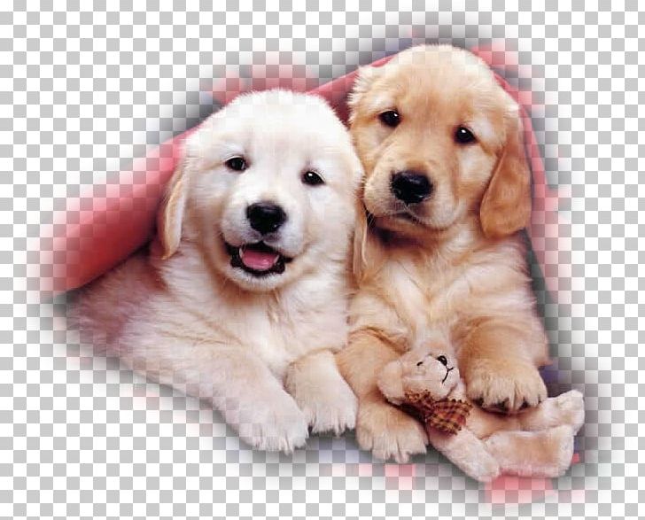 Puppy Maltese Dog Golden Retriever Labrador Retriever Pomeranian PNG, Clipart, Animals, Breed, Carnivoran, Companion Dog, Cuteness Free PNG Download