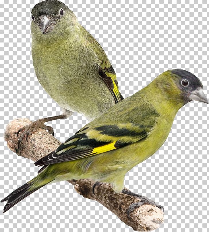 Domestic Canary Bird Black-capped Siskin Eurasian Siskin Red Siskin PNG, Clipart, American Sparrows, Animals, Beak, Bird, Canary Free PNG Download