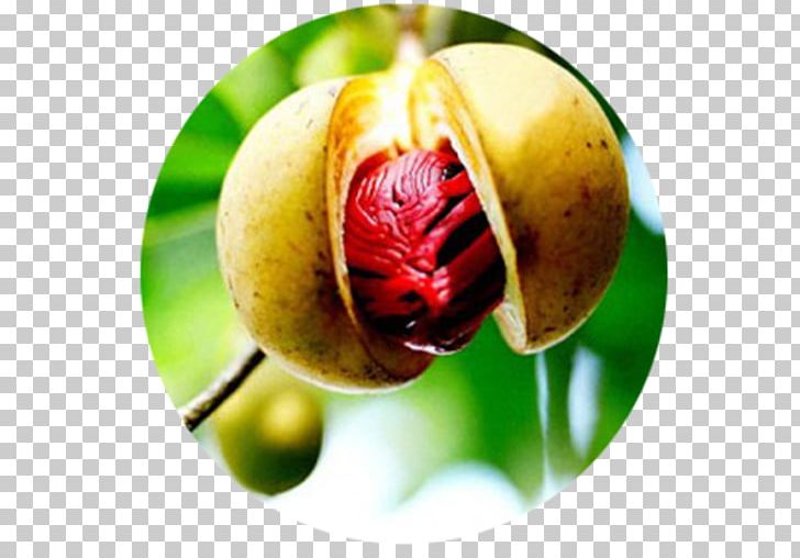 Nutmeg Oil Plant Seed Fruit Tree PNG, Clipart, Diet Food, Food, Food Drinks, Fruit, Fruit Tree Free PNG Download