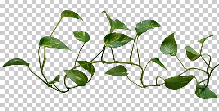 Common Ivy Vine Plant PNG, Clipart, Branch, Clip Art, Common Ivy, Computer Icons, Devils Ivy Free PNG Download