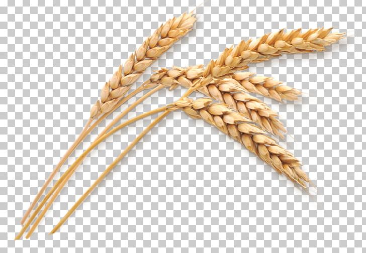 Silo Wheat Oat Cereal Ear PNG, Clipart, Barley, Bran, Cereal, Cereal Germ, Commodity Free PNG Download