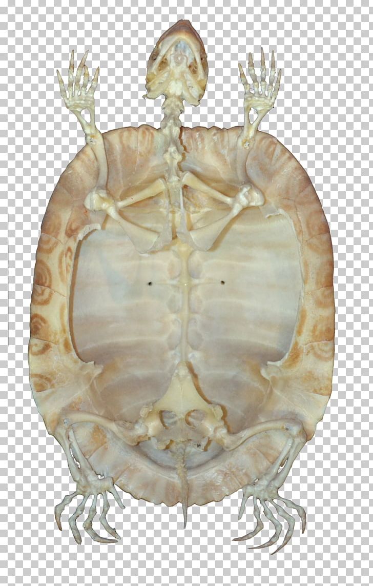 Turtle Reptile Skeleton Tortoise PNG, Clipart, Animal, Bone, Download, Fantasy, Information Free PNG Download