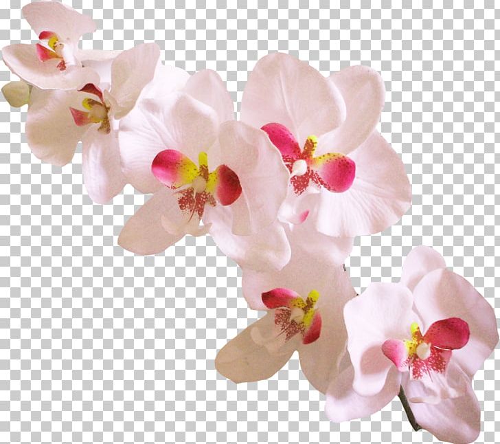 Orchids Dendrobium PNG, Clipart, Blossom, Cut Flowers, Dendrobium, Dia, Flower Free PNG Download