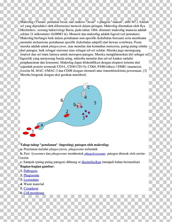 Phagocytosis NASDAQ:RIGL Organism Lipid Bilayer Phagocyte PNG, Clipart, Amoeba, Area, Bilayer, Cell, Dan Free PNG Download
