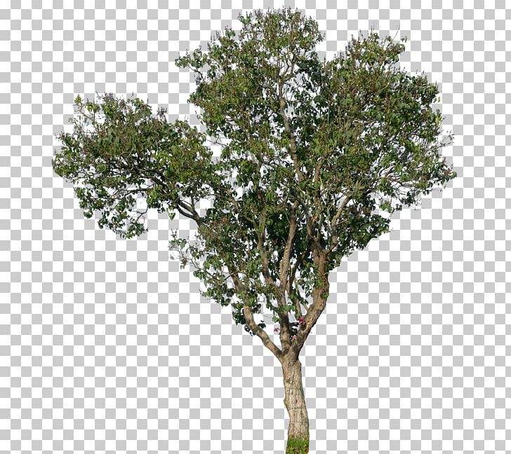 Populus Nigra Tree Oak Magnolia PNG, Clipart, American Sycamore, Branch, Cottonwood, Deciduous, Evergreen Free PNG Download
