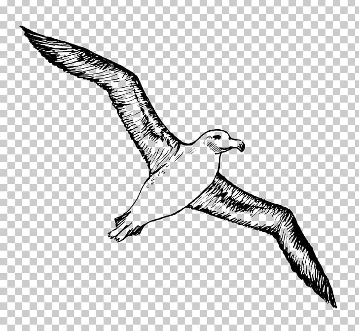 Bird Albatross Tattoo Gulls PNG, Clipart, Albatross, Animals, Art, Beak, Bird Free PNG Download