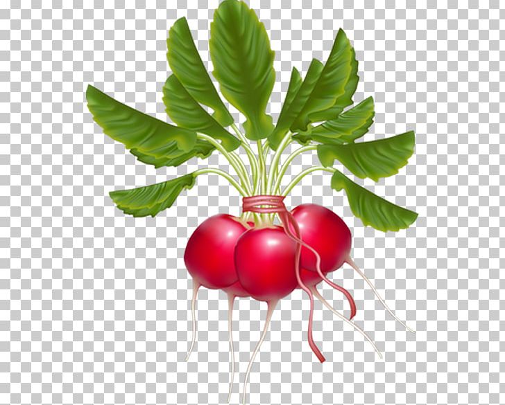 Daikon Turnip Vegetable Radish PNG, Clipart, Beet, Beetroot, Black Spanish Radish, Bunch, Daikon Free PNG Download