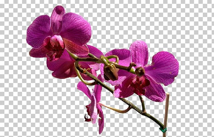 Flower Blog PNG, Clipart, Blog, Blogger, Cicek, Cicek Resimleri, Dendrobium Free PNG Download