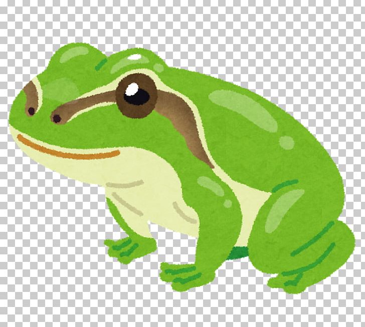 Frog Meaning Proverb Synonym Information PNG, Clipart, Amphibian, Animals, Encyclopedia, Etymology, Fauna Free PNG Download