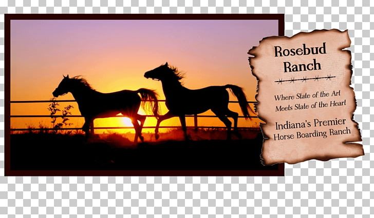 Gypsy Horse American Quarter Horse Mustang Sable Island Horse Cob PNG, Clipart, Advertising, American Quarter Horse, Black, Cob, Desktop Wallpaper Free PNG Download