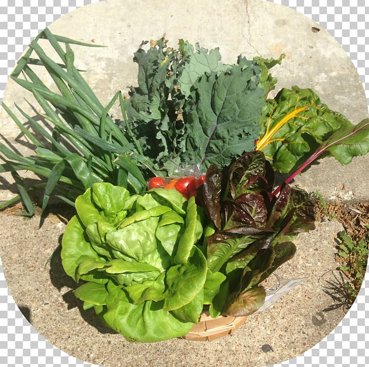 Leaf Vegetable Vegetarian Cuisine Spring Greens Chard PNG, Clipart, Chard, Food, Food Drinks, Herb, La Quinta Inns Suites Free PNG Download
