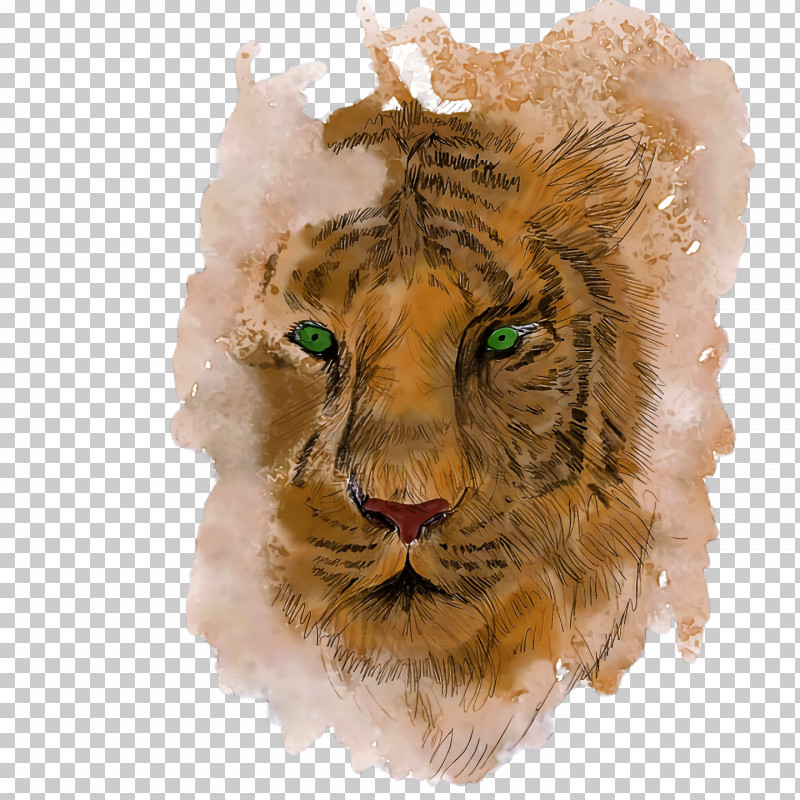 Lion Tiger Drawing Sketch Cat PNG, Clipart, Cat, Drawing, Lion, Tiger, Whiskers Free PNG Download