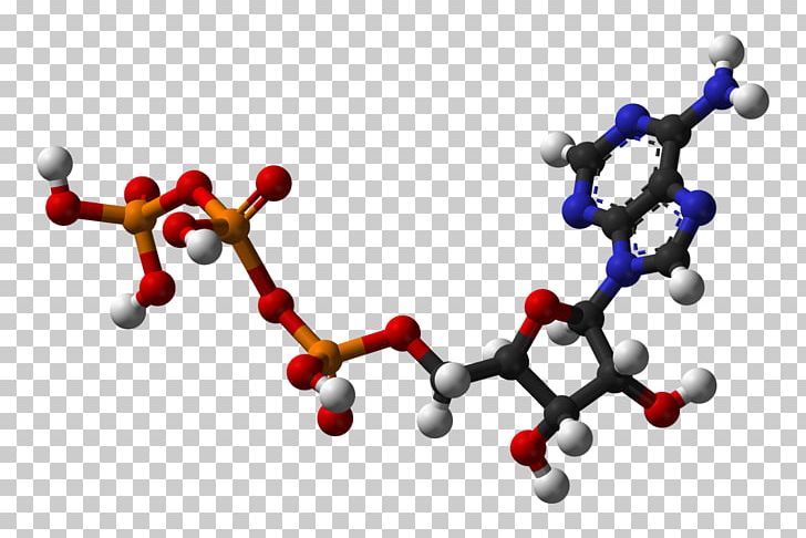 Adenosine Triphosphate Energy Cellular Respiration Adenosine Diphosphate Glucose PNG, Clipart, Adenosine Monophosphate, Adenosine Triphosphate, Atp Synthase, Bioenergetic Systems, Body Jewelry Free PNG Download