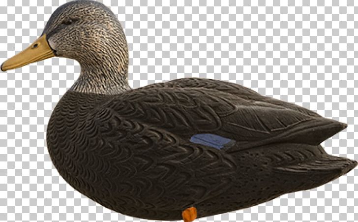 Mallard Goose American Black Duck Cayuga Duck PNG, Clipart, American Black Duck, Animals, Avian, Beak, Bird Free PNG Download