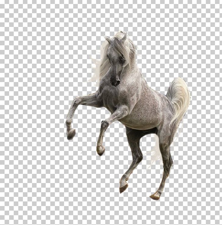 Mustang Mane Foal Stallion Mare PNG, Clipart, Animal, Animaux, At Resimleri, Blog, Foal Free PNG Download