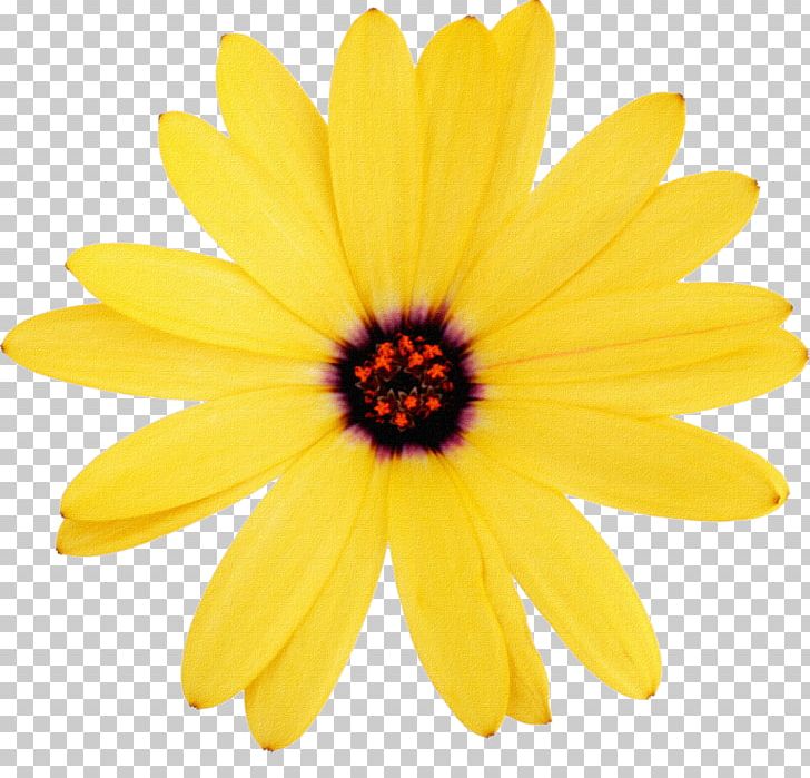 Stock Photography Flower Lecithin PNG, Clipart, Blue, Blume, Calendula, Chrysanths, Common Sunflower Free PNG Download