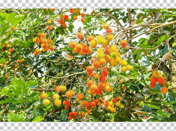 Thai Cuisine Rambutan Tropical Fruit Citrus PNG, Clipart, Citrus, Durian, Evergreen, Fruit, Fruit Tree Free PNG Download