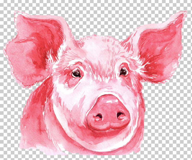 Pink Suidae Nose Snout Livestock PNG, Clipart, Drawing, Livestock, Nose, Pink, Snout Free PNG Download