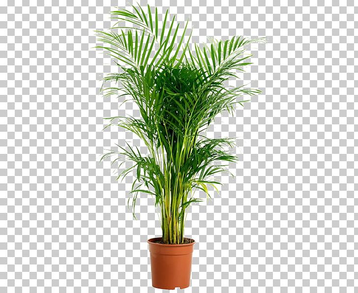 Areca Palm Houseplant Garden Howea Belmoreana PNG, Clipart, Adonidia, Adonidia Merrillii, Arecaceae, Arecales, Areca Palm Free PNG Download