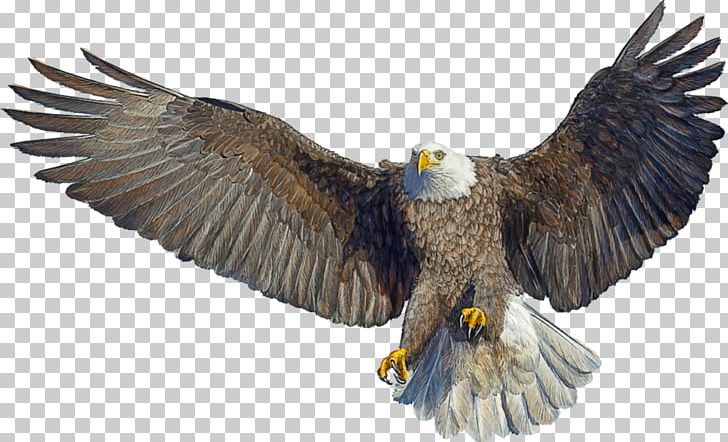 Bald Eagle Drawing Landing PNG, Clipart, Accipitriformes, Animals, Bald Eagle, Beak, Bird Free PNG Download