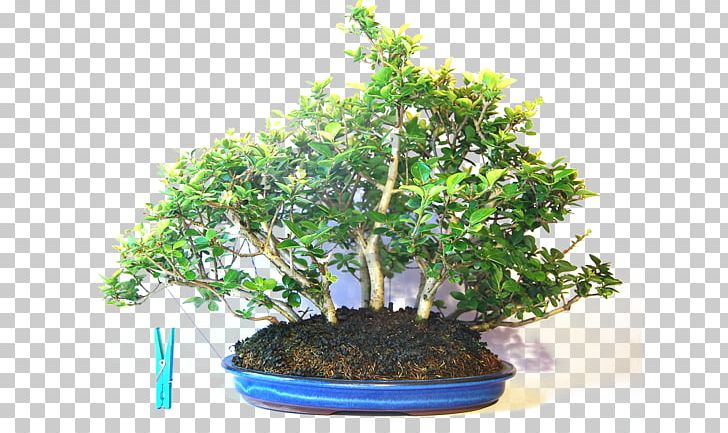 Chinese Sweet Plum Bonsai Japanese Maple Flowerpot Chinese Elm PNG, Clipart, Antwoord, Bonsai, Chinese Elm, Elm, European Beech Free PNG Download