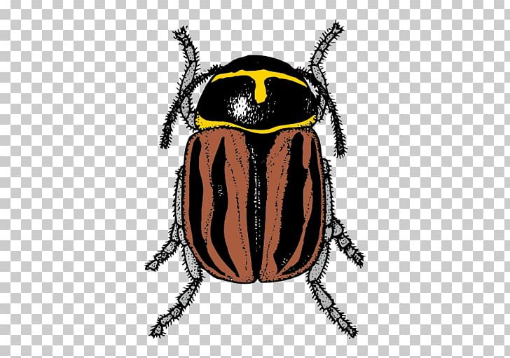 Insect Banbao Butterfly Illustration PNG, Clipart, Animal, Arthropod, Assassin Bug, Bed Bug, Boy Cartoon Free PNG Download