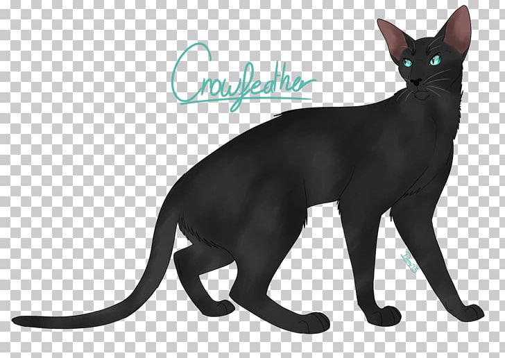 Korat Havana Brown Domestic Short-haired Cat Whiskers Nakhon Ratchasima PNG, Clipart, Asia, Asian, Asian People, Black, Black Cat Free PNG Download