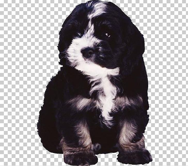 Poodle Bulldog Puppy Dog Breed PNG, Clipart, Animal, Animals, Black, Black Hair, Black White Free PNG Download