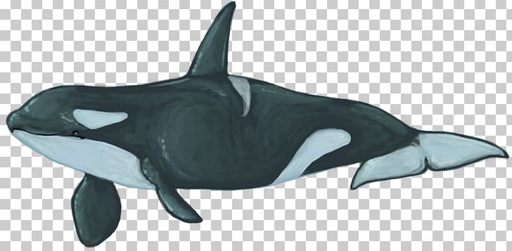Rough-toothed Dolphin White-beaked Dolphin Common Bottlenose Dolphin Killer Whale PNG, Clipart, Animal Figure, Animals, Cetacea, Deviantart, Dolph Free PNG Download