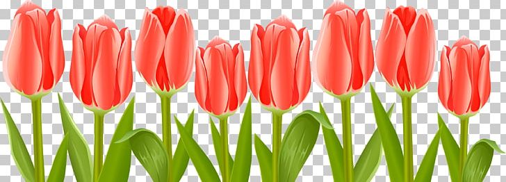 Tulip Flower PNG, Clipart, Bud, Encapsulated Postscript, Flower, Flowering Plant, Flowers Free PNG Download