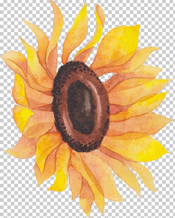 Common Sunflower Sunflower Seed Daisy Family Still Life Photography PNG, Clipart, Closeup, Common Sunflower, Daisy Family, Flower, Flowering Plant Free PNG Download