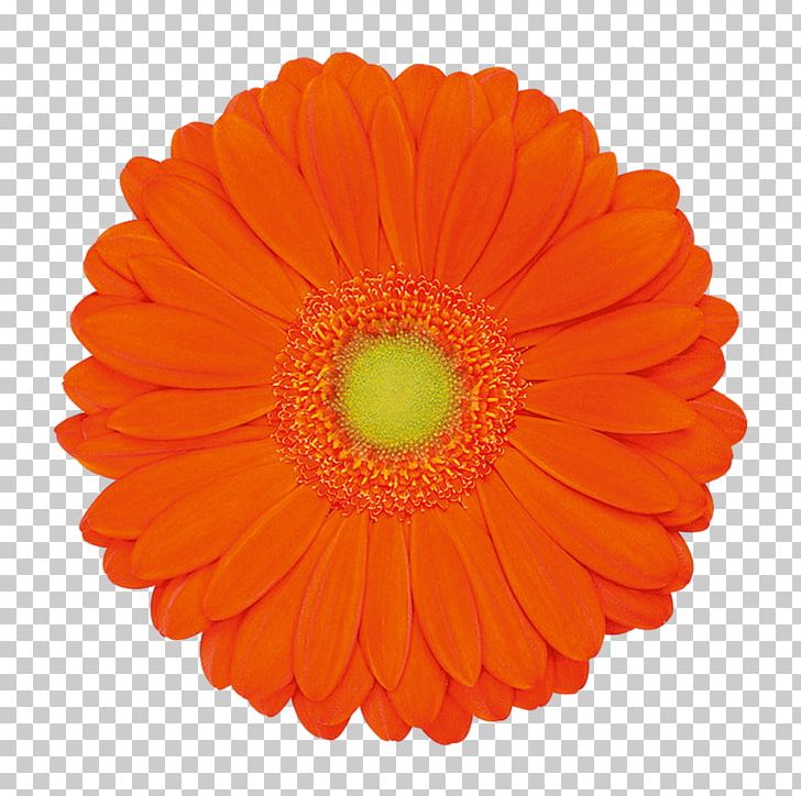 Flower Common Daisy Transvaal Daisy Orange Blue PNG, Clipart, Blue, Blue , Common Daisy, Cut Flowers, Daisy Family Free PNG Download
