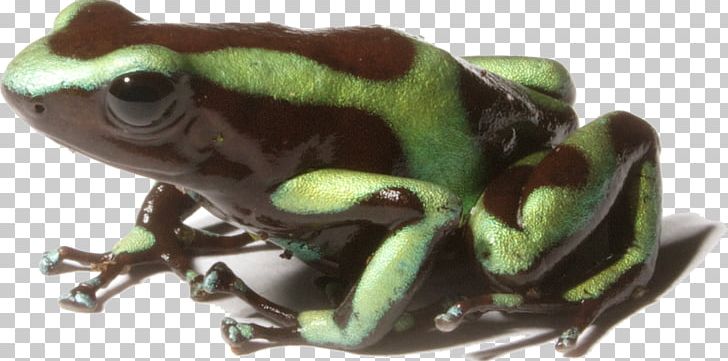 Green And Black Poison Dart Frog Dyeing Dart Frog Yellow-banded Poison Dart Frog Rockstone Poison Dart Frog PNG, Clipart, Amphibian, Animal, Animals, Baby, Cute Frog Free PNG Download