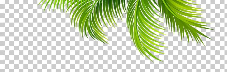 Leaf Arecaceae Coconut PNG, Clipart, Arecaceae, Arecales, Branch, Coconut, Conifer Free PNG Download