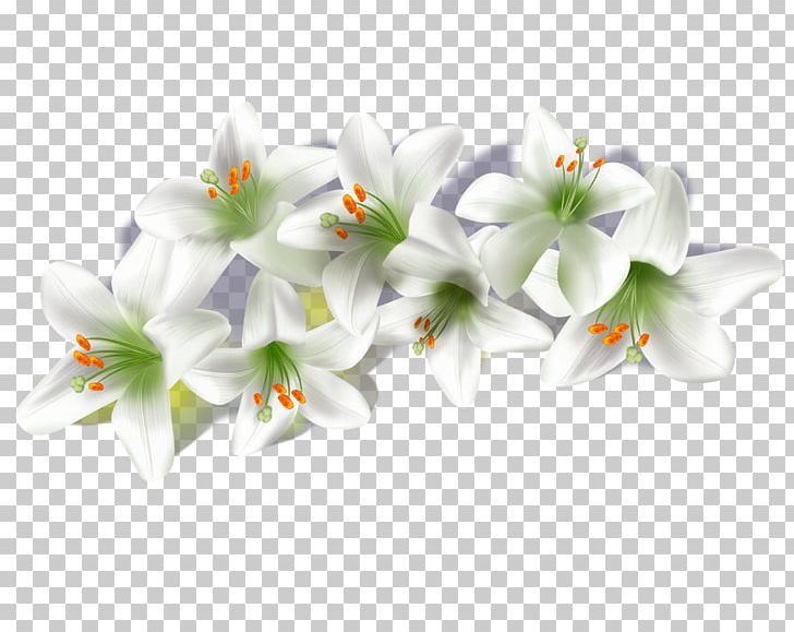 Lilium Book Computer File PNG, Clipart, Adobe Illustrator, Blossom, Branch, Calla Lily, Download Free PNG Download