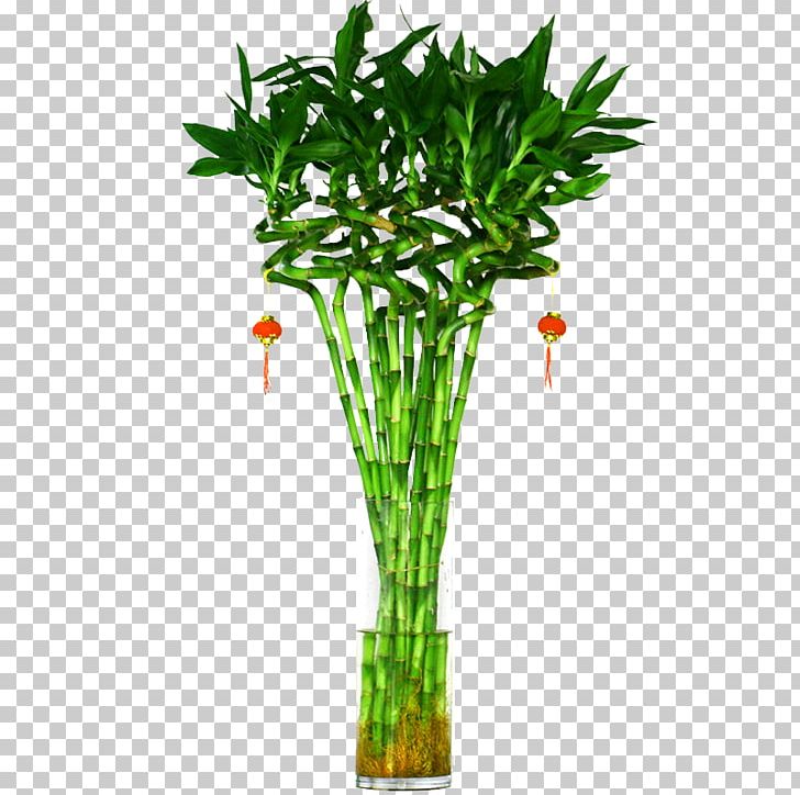 Lucky Bamboo Tree Plant Hydroponics PNG, Clipart, Air, Arecaceae, Bamboe, Bamboo, Decoration Free PNG Download