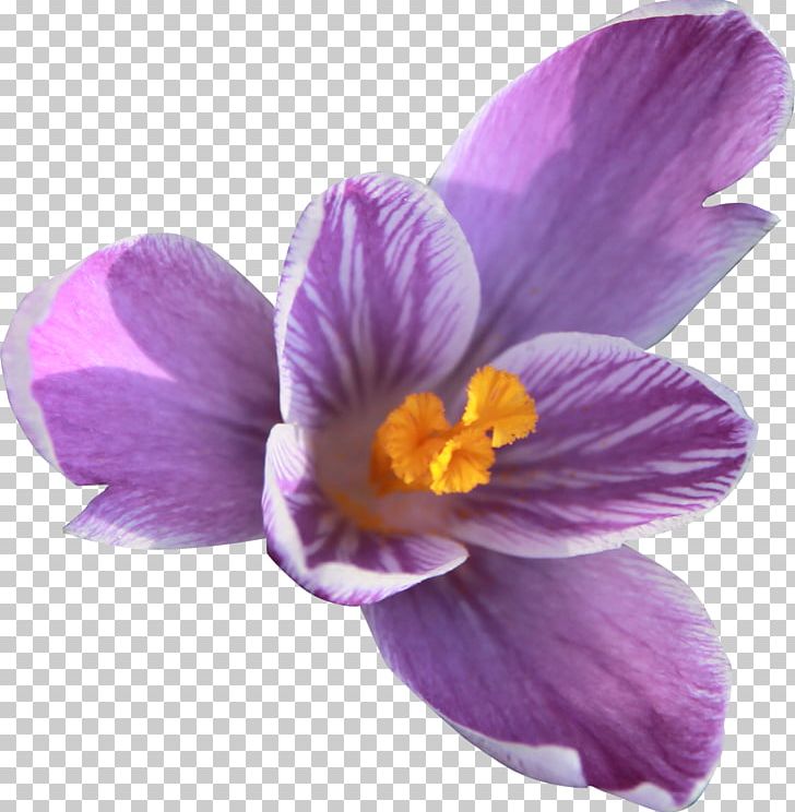 Plant Crocus Flower Violet Iridaceae PNG, Clipart, Crocus, Flower, Flowering Plant, Food Drinks, Herbaceous Plant Free PNG Download